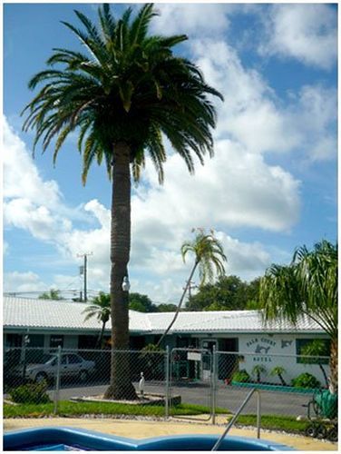 Motel Palm Court Dunedin
